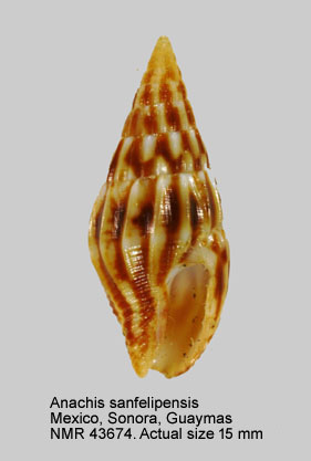 Anachis sanfelipensis.jpg - Anachis sanfelipensisLowe,1935